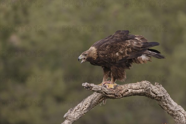 Golden eagle