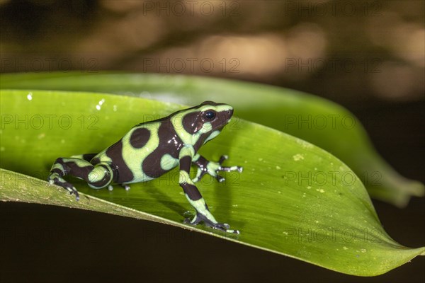 Green and black poison dart frog