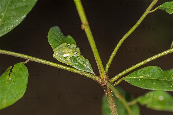 Emerald glass frog