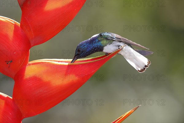 White necked jacobin