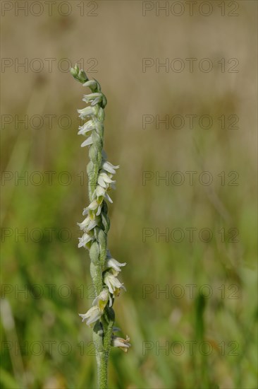 Autumn lady's-tresses