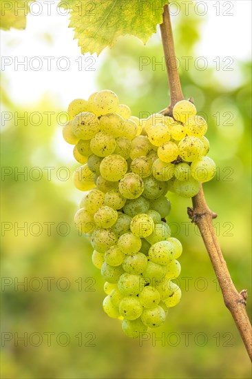 Grapes