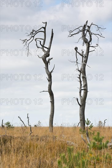 Dead scots pine