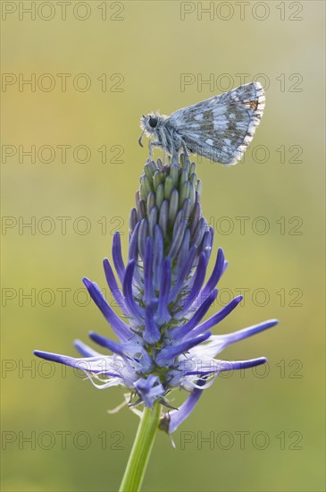 Dark Brown Fritillary