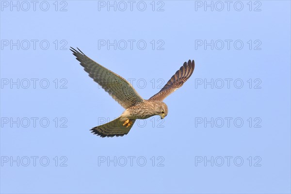 Common kestrel