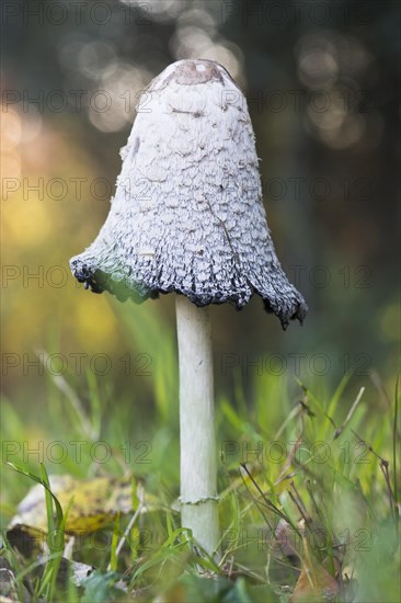 Shaggy ink cap