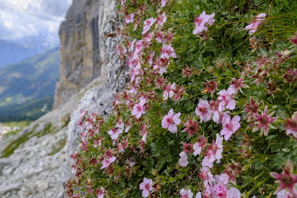 Dolomite cinquefoil