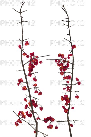 Flowers on spindle bush