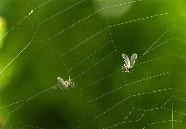 A fly caught on the adhesive droplets of the trapping threads in the net of an longjawed orbweaver