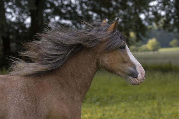 Portrait of a young cold-blooded gelding in a meadow