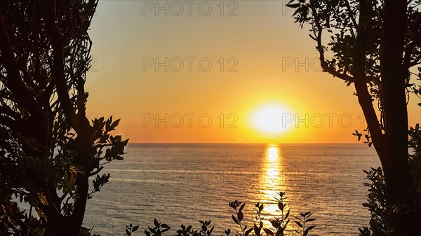 Sunset behind trees by the sea