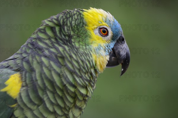 Blue-fronted amazon