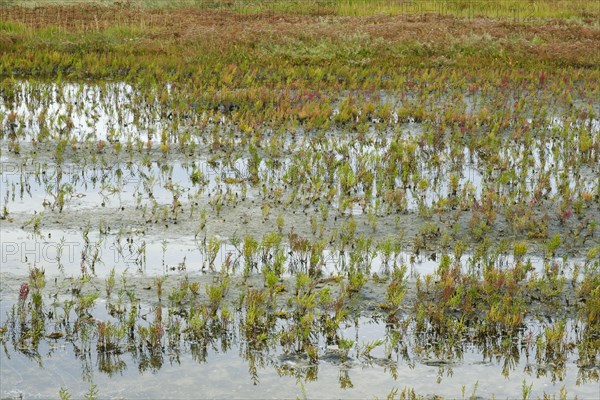 Glasswort