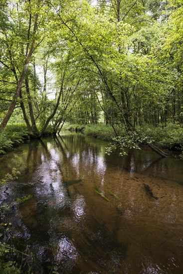 Small river in the forest