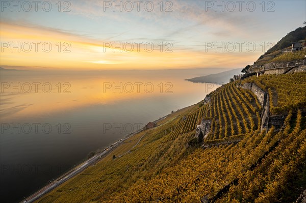 Vineyards in autumn near Chexbres