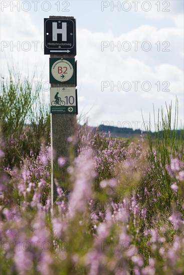 Blooming heath and hiking trail sign