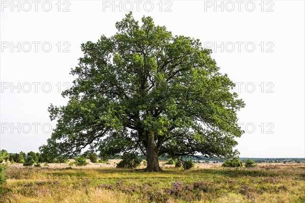 Oak and flowering heath