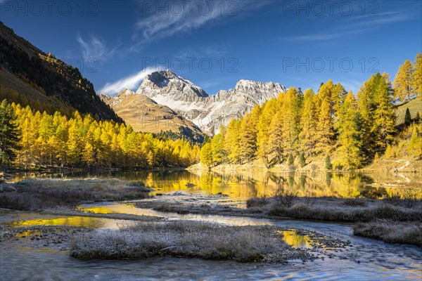 Autumn larch forest at Lake Palpuogna in front of a mountain panorama