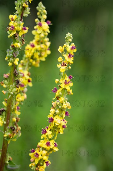 Dark mullein