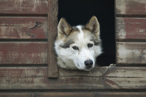Siberian Husky Looking Out of a Dog House Lapland Finland