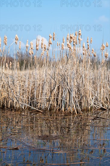 Reed beds