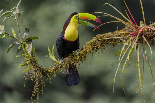 Fishing toucan also called Keel billed Toucan