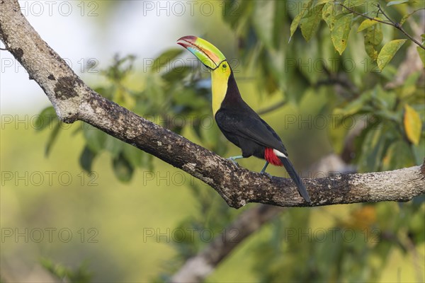 Fishing toucan also called Keel billed Toucan