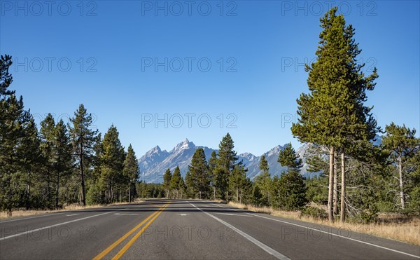 Country road through forest