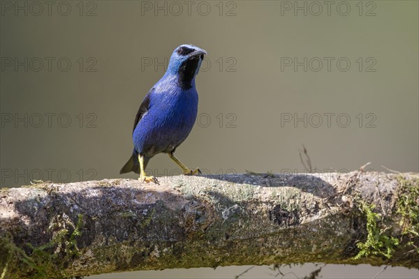 Shining honeycreeper