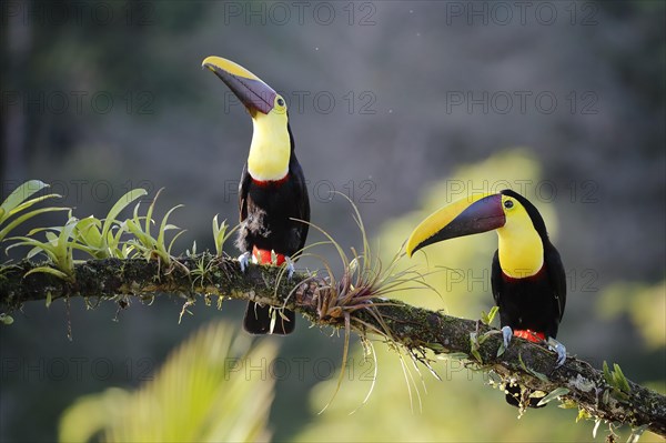 A pair of Swainson's toucans or brown-backed toucans