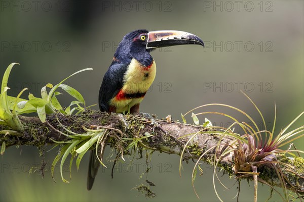 Collared aracari