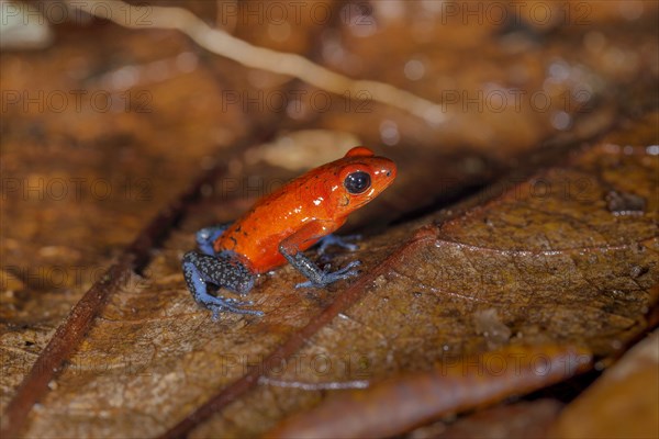 The strawberry poison-dart frog