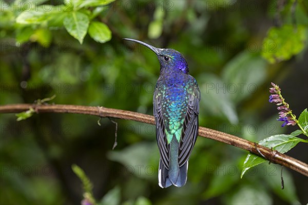 Violet Sabrewing