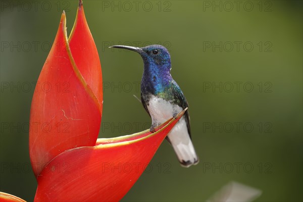 White necked jacobin