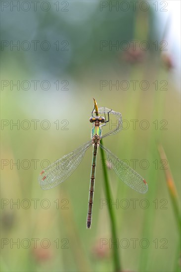 Small spreadwing