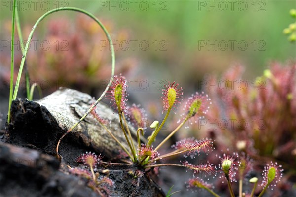 Oblong leaved sundew