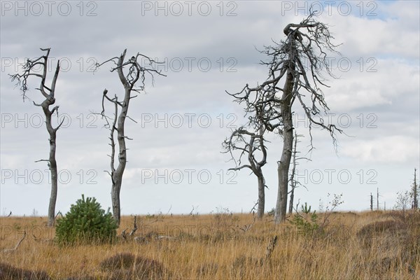 Dead scots pine