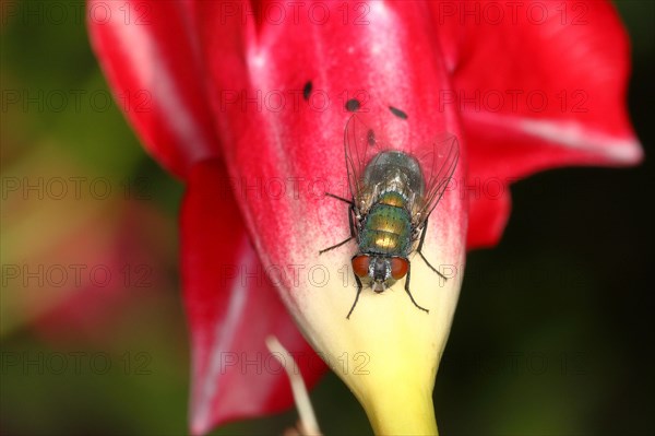 Common green bottle fly