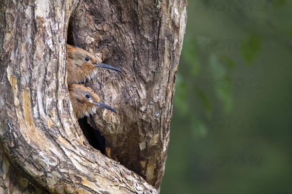 Hoopoe
