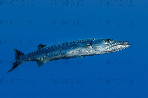 Single great barracuda