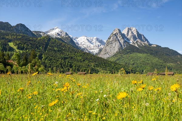 Meadows with meadow flowers in spring