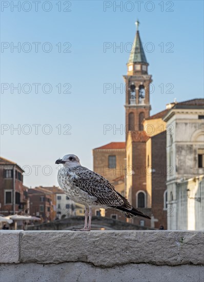 Juvenile yellow-legged gull