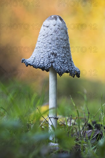 Shaggy ink cap