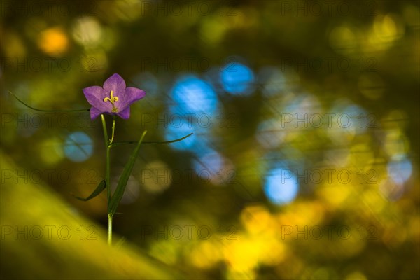 Harebell