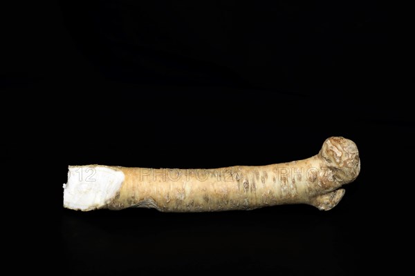 Fresh horseradish