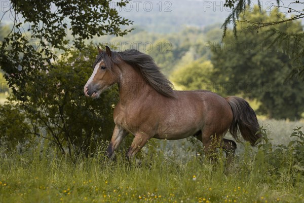 Young cold-blooded mix gelding at a trot in the meadow