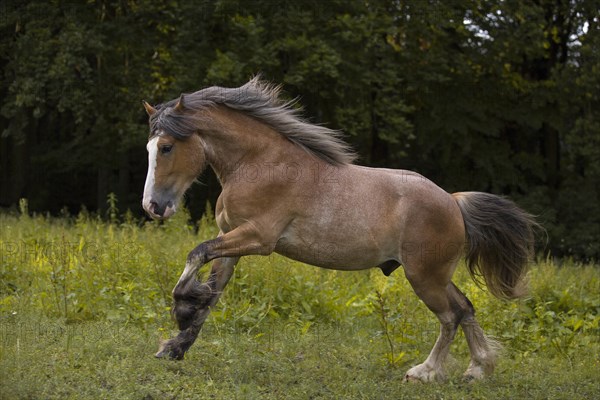 Young cold-blooded mix gelding galloping in the meadow