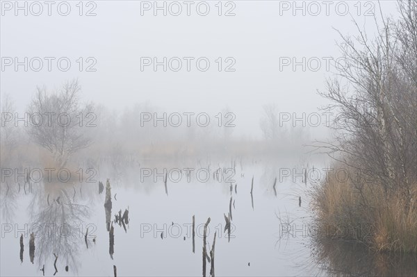 Fog in the Moor