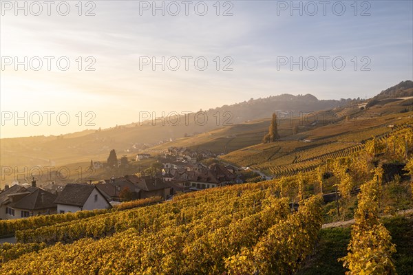 Vineyards in autumn near Epesses