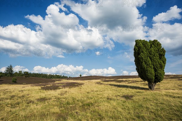 Flowering heath and juniper